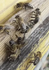 Bee